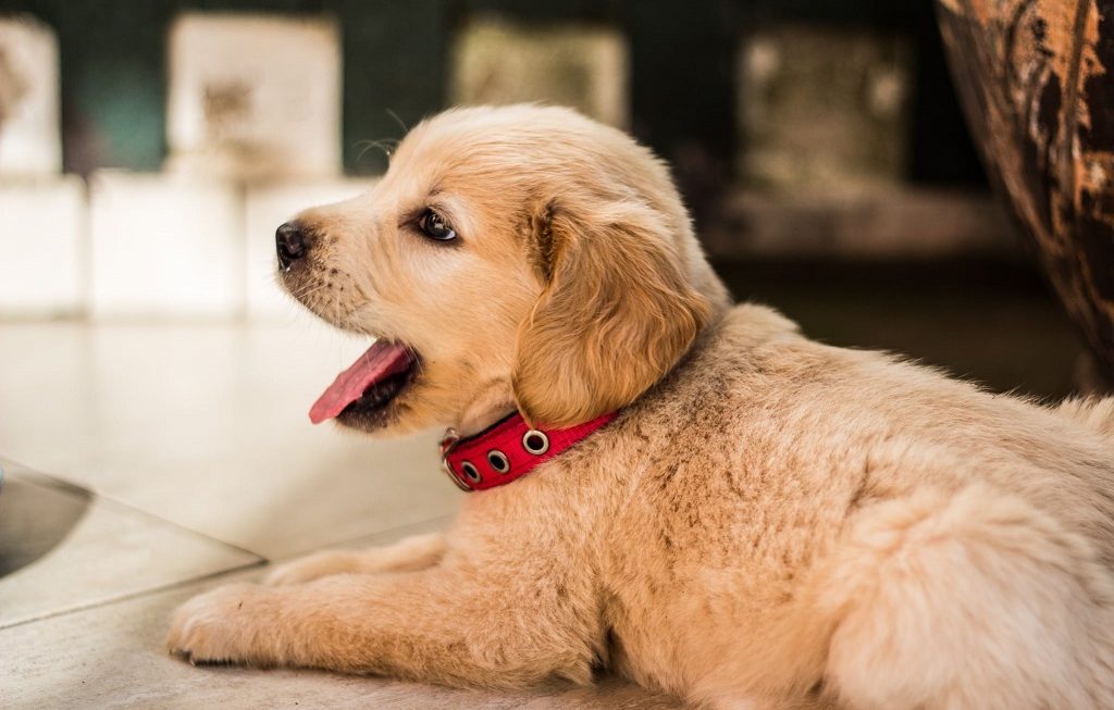 Dog Psychology: 6 Theories and Facts on How Your Pet’s Mind Works