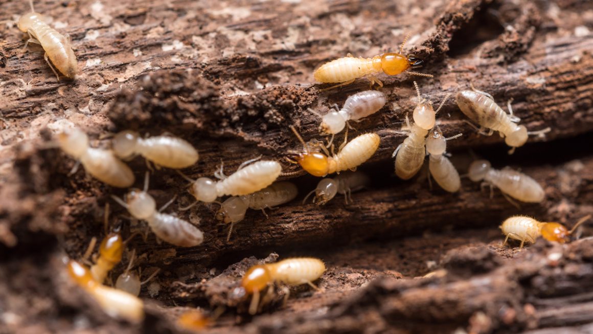 Some Of the Best Ways to Get Rid of Ants in Scottsdale